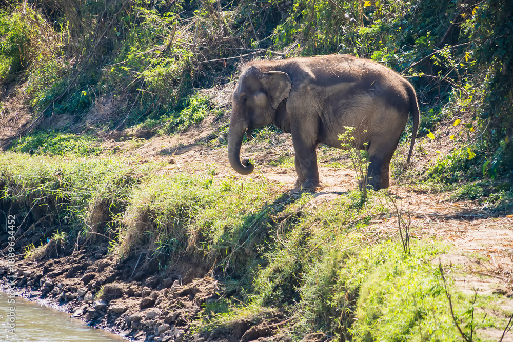Obraz premium Asian elephant standing near a riverbank in a forested area with sunlight filtering through the trees