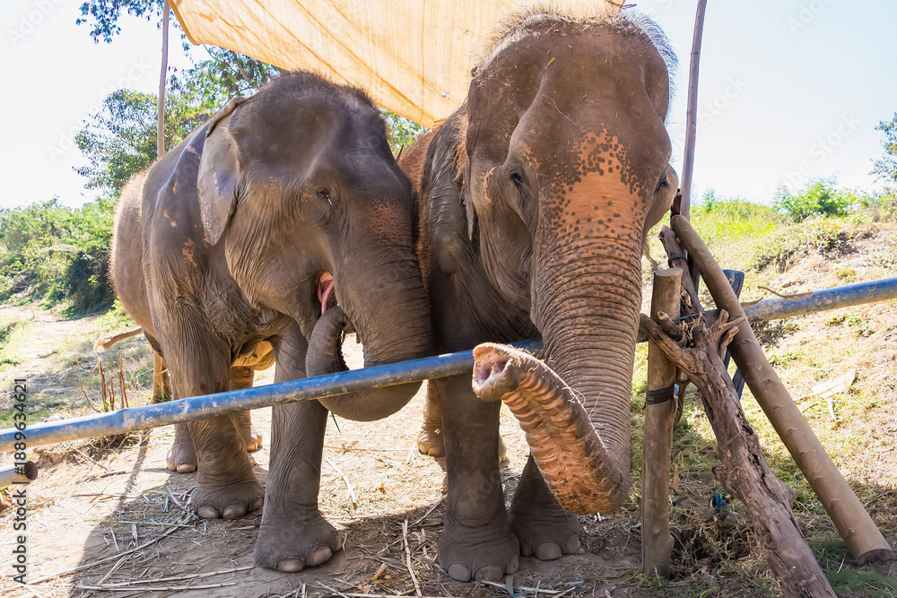 Fototapeta premium Two Asian elephants standing under shade in an outdoor enclosure reaching out with their trunks in a natural setting