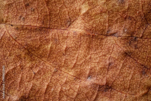 Macro photography of dry leaf as digital minimalism and eco branding texture field of view 15 mm macro background for design and marketing