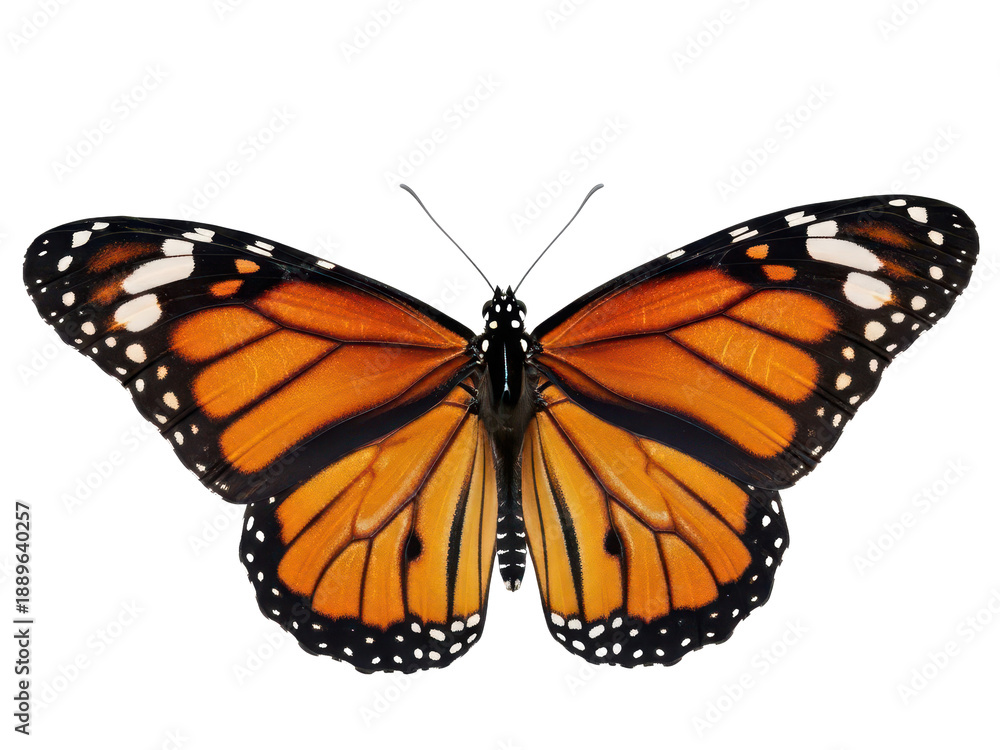 Fototapeta premium Monarch butterfly with orange wings and black veins on transparent background