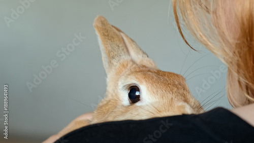 Cute Easter Bunny on hands of a girl. Pet therapy. The rabbits nose. Hugging an animal. A state of happiness and pleasure. Affection and hugs. Concept of Love. Heart against heart. Copy space.