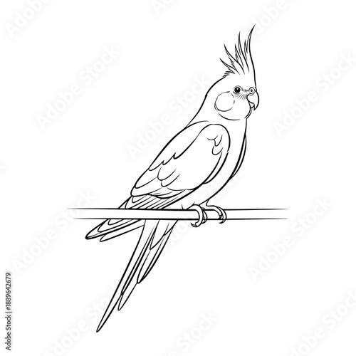 Cockatoo parrot perched on a branch in simple line art