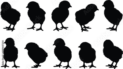 Baby chick silhouettes set isolated on white background farm animal poultry newborn bird black vector illustration collection