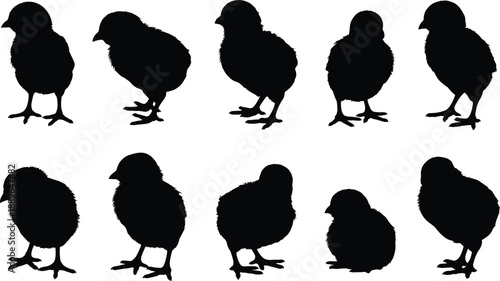 Chick silhouettes, bird poses, black vector, feather texture, animal anatomy, walking chicks, beak detail, poultry scene, farm birds, cute motion