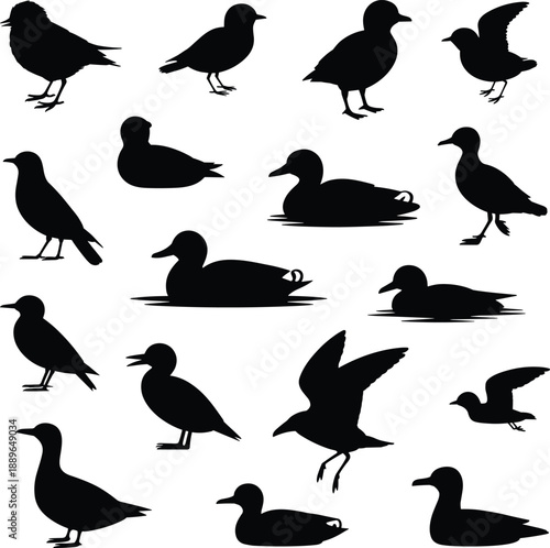 Bird and duck silhouette collection showing standing walking flying swimming poses, minimalist avian wildlife vector icons isolated on white background