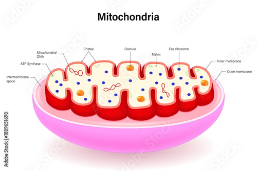 Mitochondria structure. Cross section of motochondrion. Infographics. Organelle of eukaryotic cells. Cell biology. Chemical energy conversion.