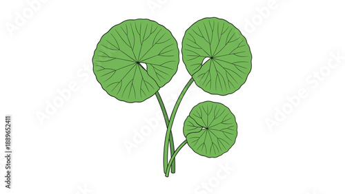 Three green gotu kola leaves with long stems arranged in a minimalist graphic style on a white background, representing herbal health.