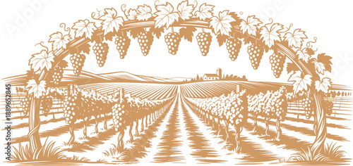 Vineyard Landscape Illustration, Grape Farm Rows Vintage Engraving Style Art.