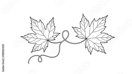 Elegant line drawing of two grape or maple leaves connected by a swirling vine featuring detailed vein patterns and organic curves.