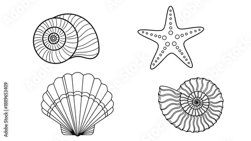 Set of four different hand drawn seashells and a starfish in black and white line art showing various spiral and fan shapes for decor.