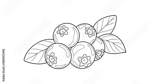 Black and white outline drawing of a cluster of fresh blueberries and leaves serves as a perfect botanical illustration for coloring pages.