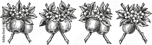 Vintage black and white dogwood flower branch illustrations set with detailed leaves and fruit clusters