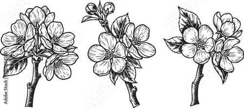 Black and white hand drawn apple blossom branches with detailed flowers and leaves