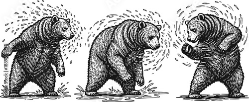 three playful bears shaking water off their fur in a lively hand drawn illustration