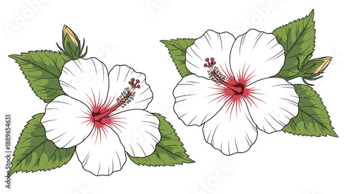 Beautiful illustration of two white hibiscus flowers with red centers and lush green leaves against a plain white background.