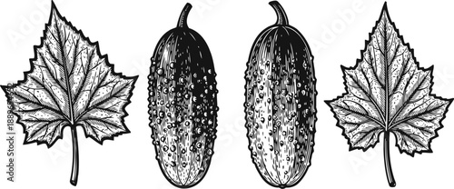Detailed vintage illustration of cucumber vegetables with leaves, botanical garden sketch in black and white