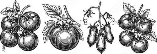 Hand drawn tomato varieties with leaves, vine clusters, and detailed shading, vintage botanical illustration set