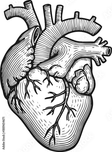 Detailed vintage anatomical human heart illustration with visible arteries and veins