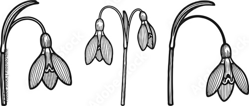 Hand drawn snowdrop flowers sketch set botanical line art blossom illustration with leaves