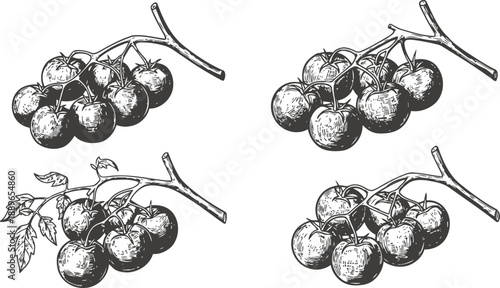 Hand drawn clusters of cherry tomatoes on the vine with leaves, detailed vintage botanical illustrations