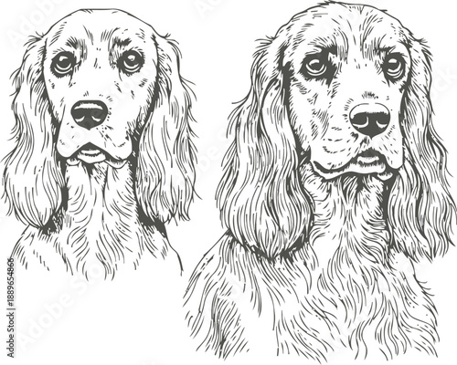 Hand drawn english cocker spaniel dogs portraits, detailed black and white sketch of two pets with long ears and wavy fur
