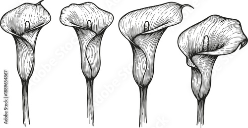 hand drawn calla lily flowers set vintage botanical art with detailed sketch of elegant blooms and stems