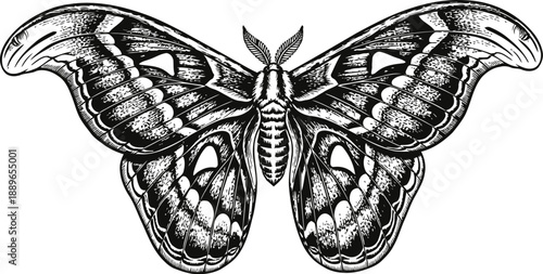 Intricate black and white butterfly illustration, symmetrical wing patterns, vintage nature drawing