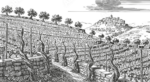 Terraced vineyard landscape with twisted grapevines and distant hilltop village in detailed line art