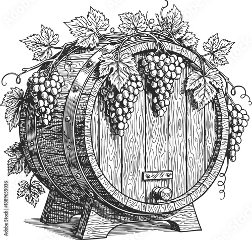 Wooden wine barrel with grapevine and bunches of grapes illustration in vintage