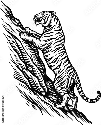 Tiger climbing steep rock wild animal with stripes ascending cliff, powerful and agile predator in nature
