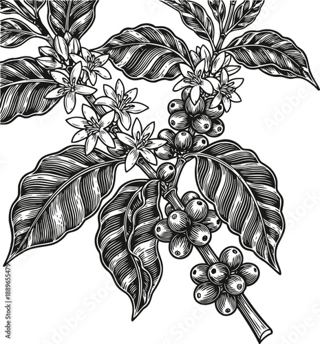 Detailed black and white illustration of coffee plant branch with flowers and berries in vintage engraving