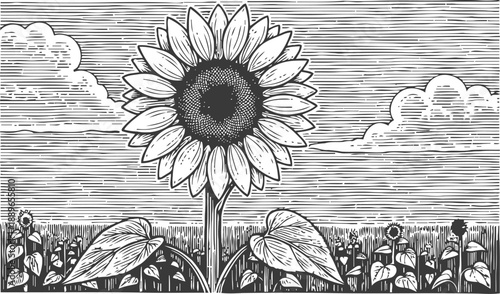 Vintage sunflower illustration large flower with petals and leaves in a field under cloudy sky traditional engraving botanical art