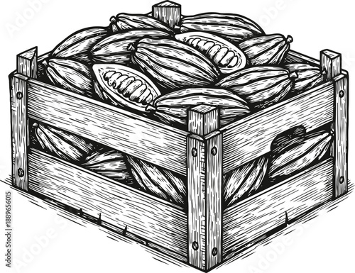 Wooden crate filled with cocoa pods, hand drawn vintage illustration of cacao harvest basket