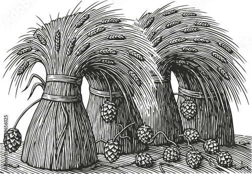 vintage illustration of wheat sheaves and hop cones agriculture harvest, grain bundles and hop plant parts in rustic engraving