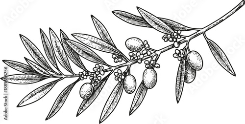 Olive branch with leaves, flowers, and fruits botanical drawing of olive tree twig in black and white
