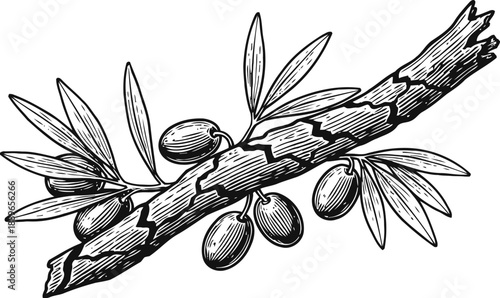 Olive branch with leaves and fruit, hand drawn vintage botanical illustration