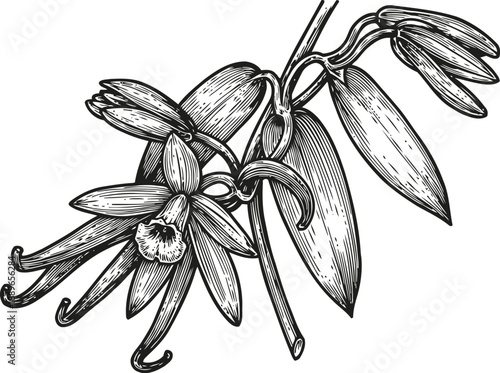 Vanilla orchid branch with blooming flowers and pods in detailed vintage botanical