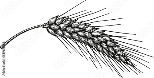 Detailed black and white illustration of a wheat ear with grains and long awns, agricultural cereal plant design