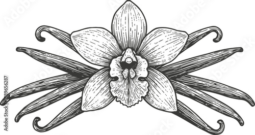 Vanilla orchid flower with pods detailed botanical illustration black and white sketch