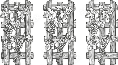 Vintage grapevine with ripe grape bunches climbing rustic wooden trellis, hand drawn botanical illustration