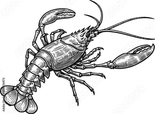 Lobster illustration detailed drawing with claws and antennae marine crustacean seafood symbol