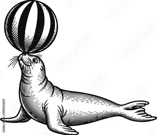 Vintage illustration of a seal balancing a striped ball on its nose, animal circus act