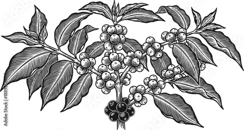 Coffee plant branch with ripe and unripe coffee cherries and leaves vintage botanical illustration
