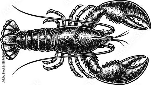 detailed black and white lobster illustration with claws and segmented body