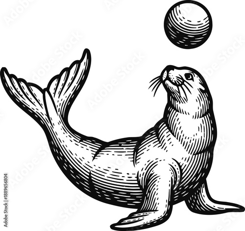 Seal balancing ball illustration hand drawn sea animal performing circus trick marine wildlife sketch
