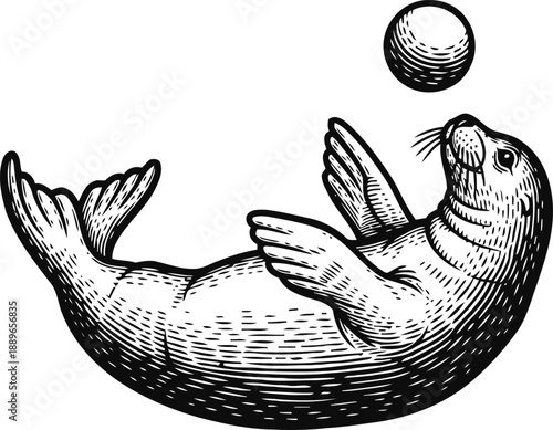 playful seal balancing ball on nose illustration marine animal in dynamic pose, black and white sketch