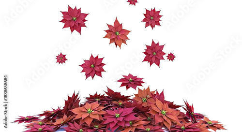 Red Poinsettia Flowers Falling and Piled