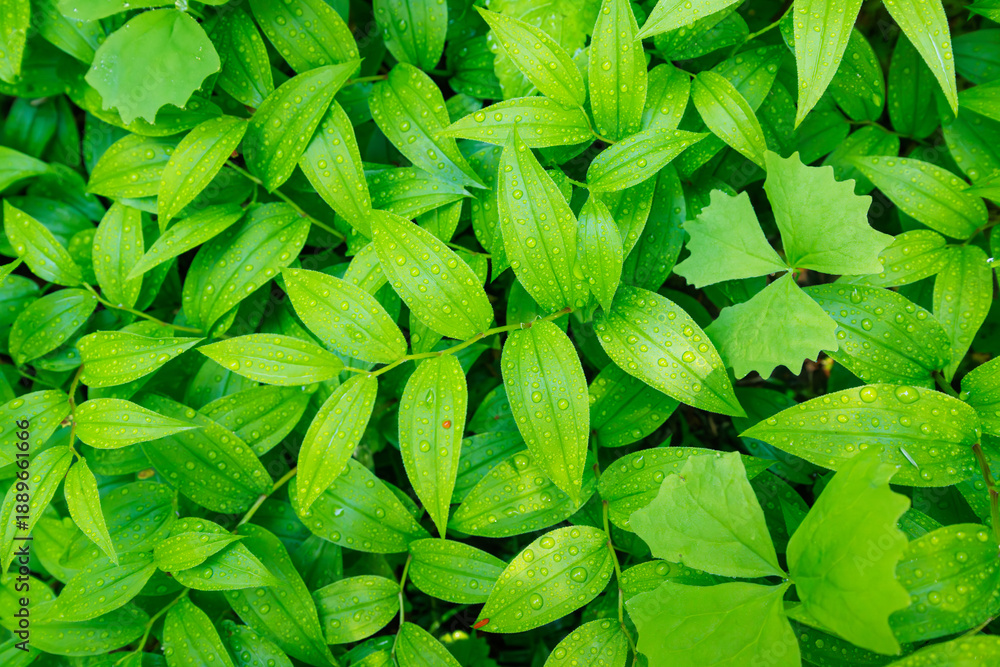Obraz premium Lush green forest foliage texture seen from above