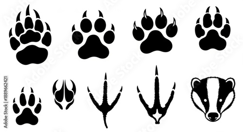 Collection of animal tracks and silhouette of badger in various styles on a plain background viewed from directly above