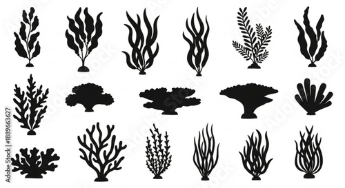 Marine Flora Icons: Detailed Seaweed Silhouettes for Underwater Design